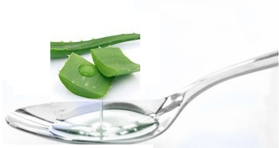 How To Select And Store Aloe Vera (Ghritkumari) How To Select And Store Aloe Vera (Ghritkumari)