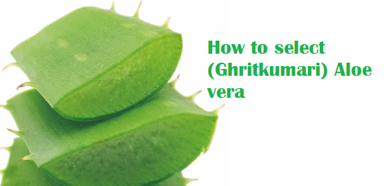 How to select (Ghritkumari) Aloe vera How to select (Ghritkumari) Aloe vera