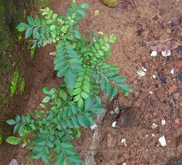 Ingredients to prepare curry leaves tea Ingredients to prepare curry leaves tea