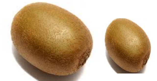 Kiwi Fruit Good for Respiratory Health Kiwi Fruit Good for Respiratory Health