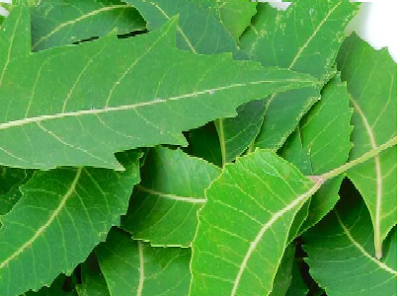 Neem Oil a Home Remedies to stay away from lice Neem Oil a Home Remedies to stay away from lice