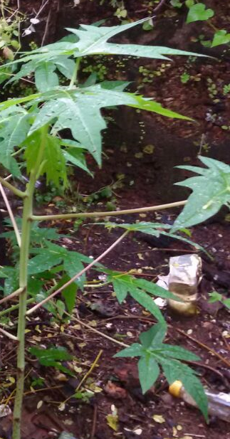 Papaya Leaf Juice acts as Natural Skin Cleanser Papaya Leaf Juice acts as Natural Skin Cleanser