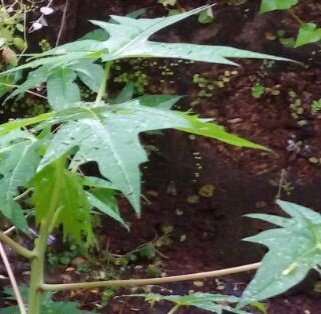 Papaya Leaf Juice an Anti-Dandruff Properties Papaya Leaf Juice an Anti-Dandruff Properties