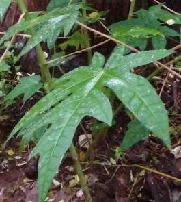 Papaya Leaf Juice for Anti-cancer properties Papaya Leaf Juice for Anti-cancer properties