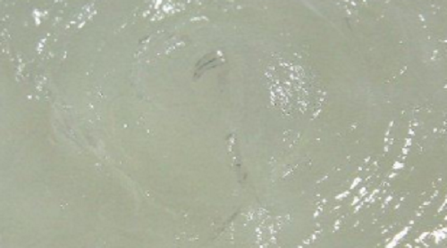 Petroleum Jelly a Home Remedies to stay away from lice Petroleum Jelly a Home Remedies to stay away from lice