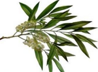 Tea Tree Oil Home Remedies for Itchy Scalp Tea Tree Oil Home Remedies for Itchy Scalp