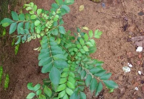 Why Curry Leaves (Kadi Patta) Are Good For Hair Growth Why Curry Leaves (Kadi Patta) Are Good For Hair Growth