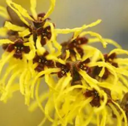 Witch Hazel Home Remedies for Itchy Scalp Witch Hazel Home Remedies for Itchy Scalp
