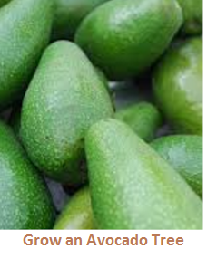 Grow an Avocado Tree Grow an Avocado Tree