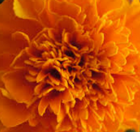 Marigold