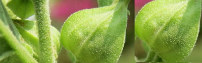 What Is Ashwagandha