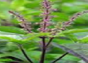 Tulsi Herbs