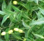 Neem